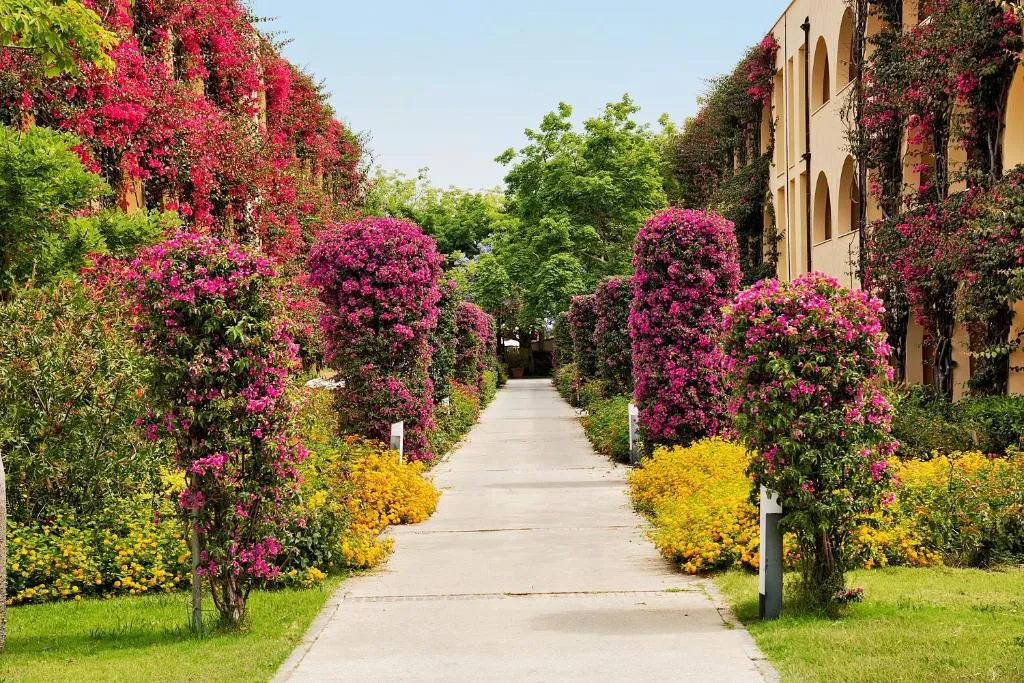 Vialetto del giardino fiorito con bouganville rosa e fiori gialli