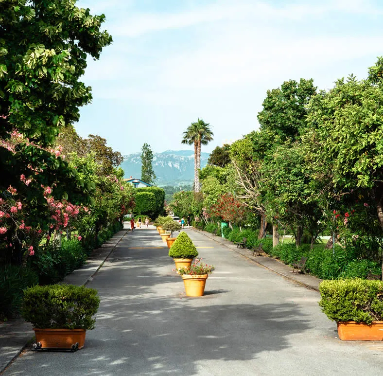 Viale alberato con piante in vaso e vista sulle montagne sullo sfondo