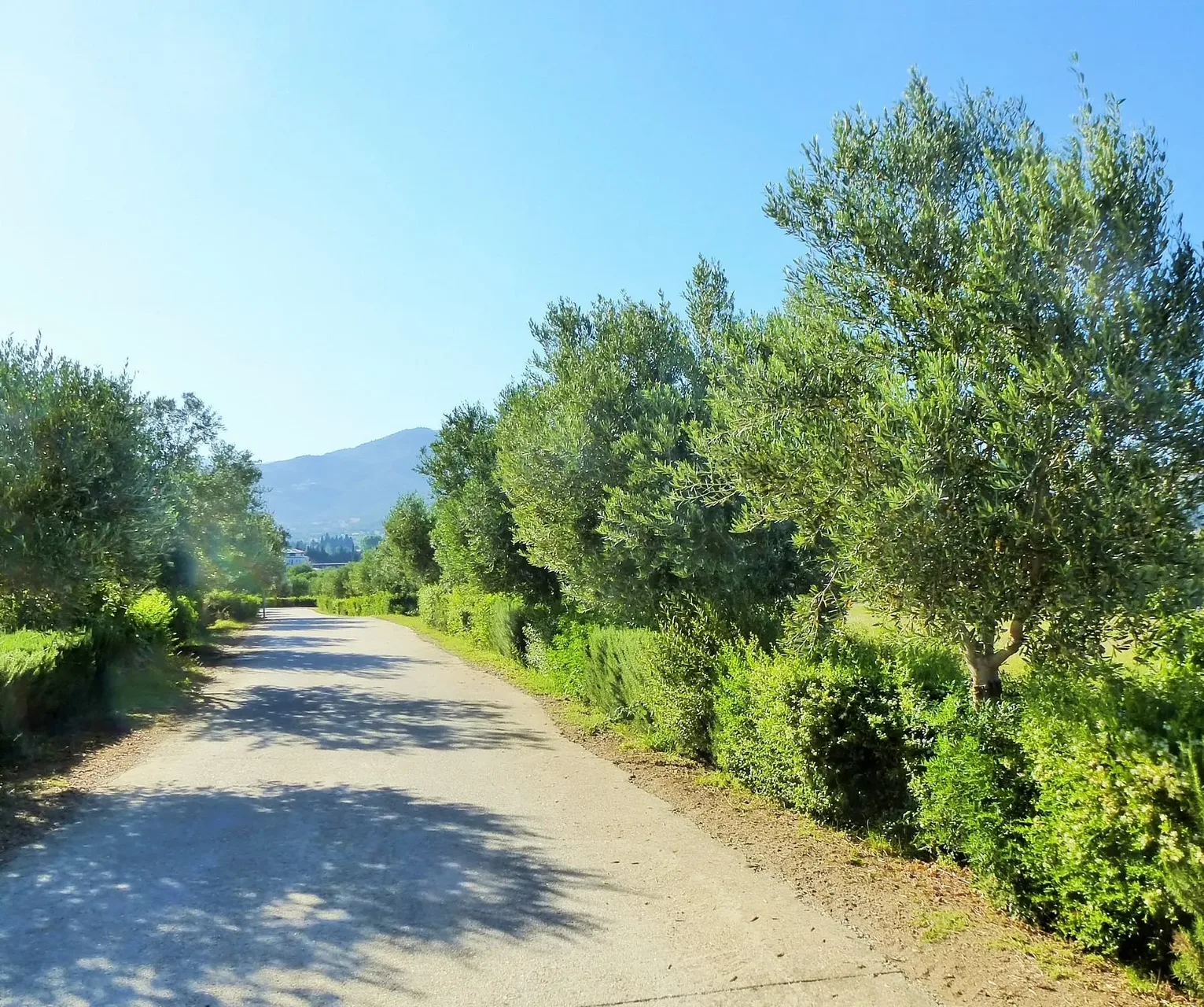 Viale alberato con ulivi e siepi che conduce verso colline e cielo azzurro