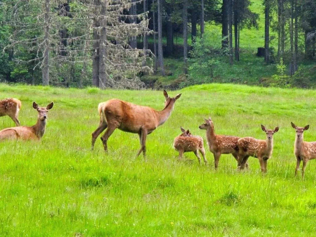 Cervi con cuccioli in un prato verde vicino al bosco
