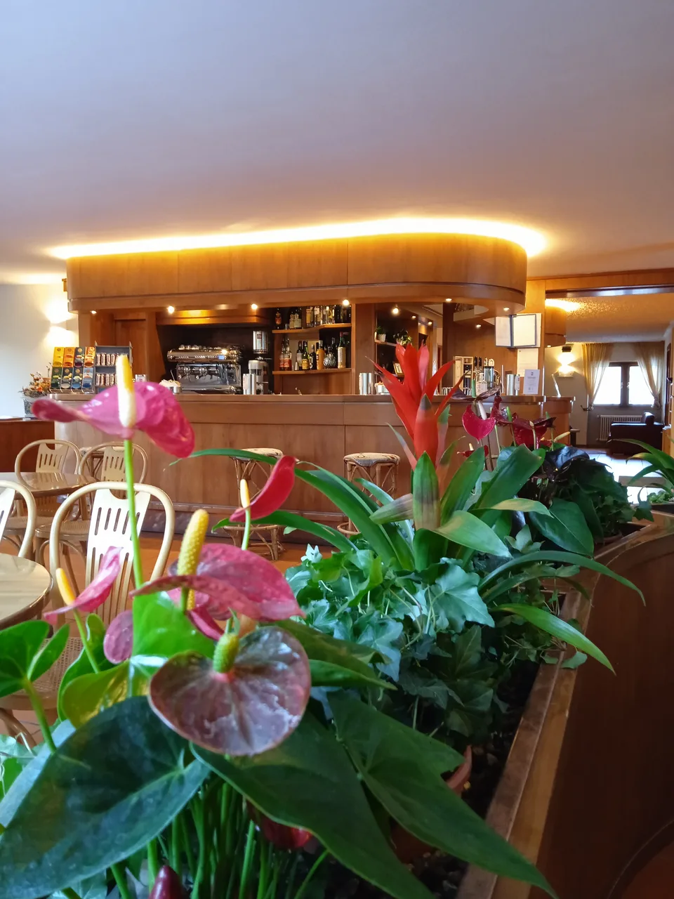 Area bar dell'hotel con piante e fiori in primo piano